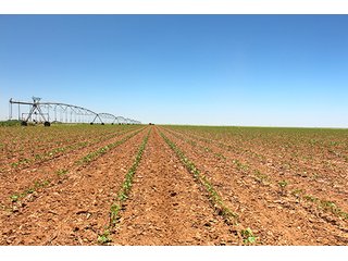 Tract 3 - LAND AUCTION - 658+/- ACRES OFFERED IN 5 TRACTS IN HOCKLEY CO.. TEXAS